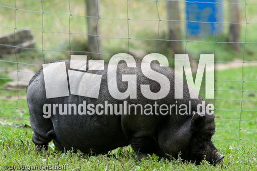 Hängebauchschwein (22 von 37).jpg